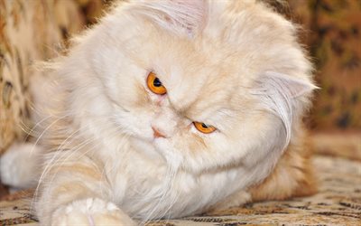 Chat persan, chat f&#226;ch&#233;, close-up, moelleux, chat, chats, dr&#244;le de chat, les chats domestiques, les animaux de compagnie, persan