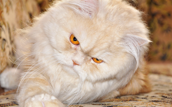 Persiska Katt, arg katt, close-up, fluffig katt, katter, rolig katt, inhemska katter, husdjur, Persiska