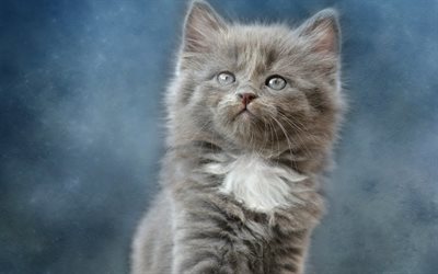 gray fluffy kitten, little cute animals, gray cat, gray eyes, pets
