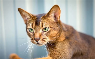 Abyssinian Cat, 4k, close-up, pets, cute animals, cats, blur, Abyssinian