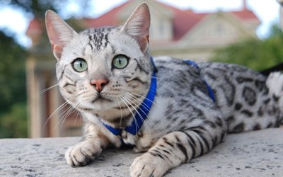 Gato de bengala, 4k, close-up, mascotas, gato dom&#233;stico, gris, gato, animales lindos, los gatos de Bengala