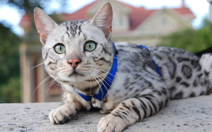 ダウンロード画像 ベンガル猫 4k 近 ペット 国内猫 灰色猫 かわいい動物たち 猫 ベンガル フリー のピクチャを無料デスクトップの壁紙