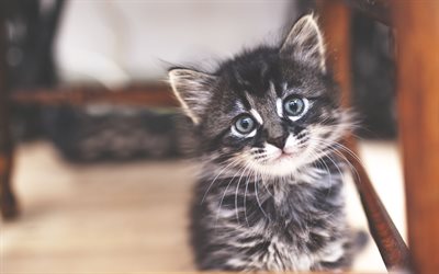 American Bobtail Kitten, 4k, close-up, pets, domestic cat, kitten, cute animals, cute cat, cats, American Bobtail, gray cat
