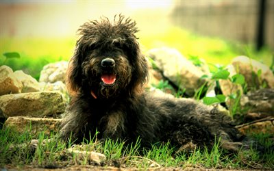 Barbet Dog, 4k, shaggy dog, forest, dogs, puppy, cute animals, black Barbet, pets, Barbet, black dog