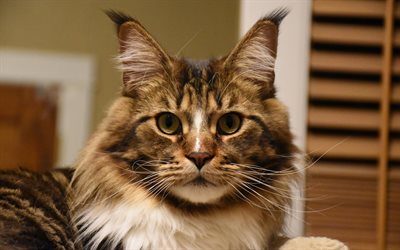 Maine Coon, fluffy house cat, cute animals, cats, American cat breed