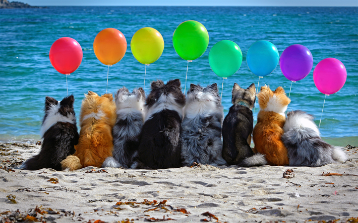 Birthday Concepts, Dogs, Border collie, dogs with colored inflatable balls, cute animals, Scottish Shepherd, alaskan klee kai