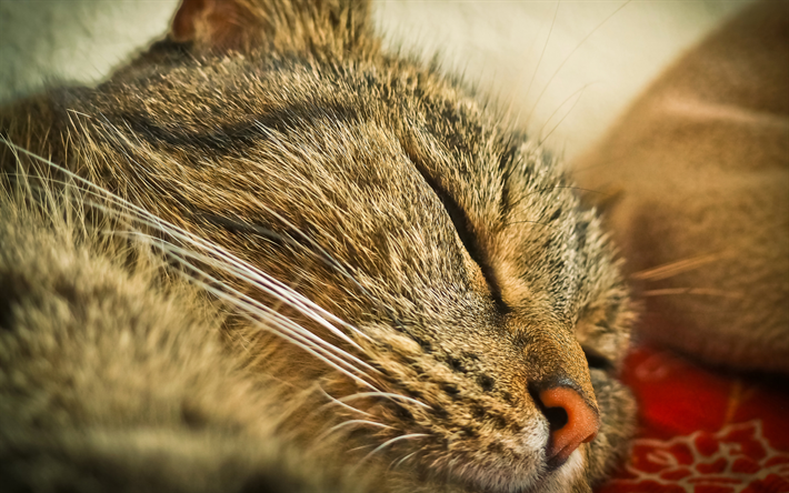 4k, Maine Coon Cat, close-up, fluffy cat, cute animals, sleeping cat, pets, cats, Maine Coon, domestic cats