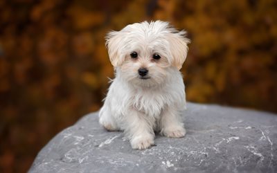ゃれな雰囲気の犬, 4k, 子犬, ペット, 白い犬, かわいい動物たち, 犬, ポロネーズ