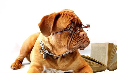 Bullmastiff Dog, close-up, puppy, cute animals, dog with glasses, pets, dogs, Bullmastiff