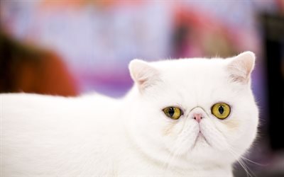 Exotic, Lyhytkarvainen, valkoinen kissa, lemmikit, l&#228;hikuva, kissat, s&#246;p&#246;j&#228; el&#228;imi&#228;, valkoinen exot, kotimaan kissat, Lyhytkarvainen Kissa