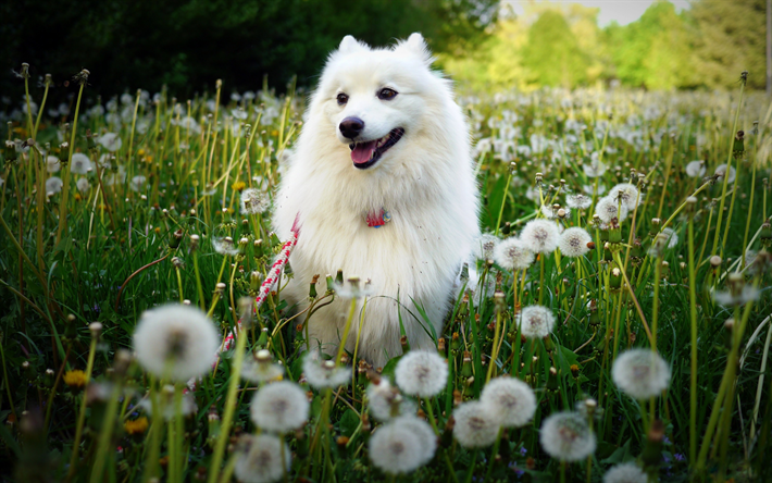 Samoyedo, blancas y esponjosas perro, hierba verde, mascotas, perros, animales lindos, razas de perros