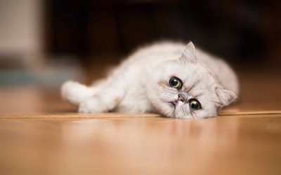 4k, Exotic Shorthair Cat, close-up, gray cat, pets, resting cat, cats, cute animals, white exot, domestic cats, Exotic Shorthair