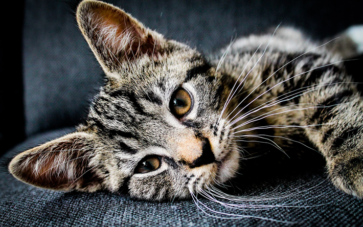 American Shorthair Gato, 4k, gatinho, close-up, os gatos dom&#233;sticos, animais de estima&#231;&#227;o, gatos, American Shorthair Gatinho, gato bonito, American Shorthair