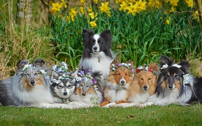 cute dogs, flock, pets, Border Collie, Alaskan Klee Kai, Shetland Shepherd Dog, Sheltie, dogs, friendly dog breeds