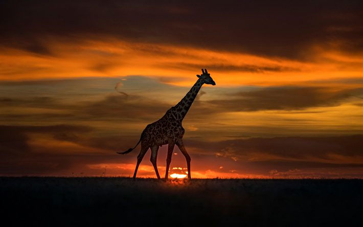 Giraff, sunset, kv&#228;ll, Afrika, vilda djur, giraffer, Afrikanska djur