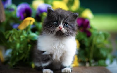 little cute kitten, gray fluffy little cat, kittens, cute animals, cats
