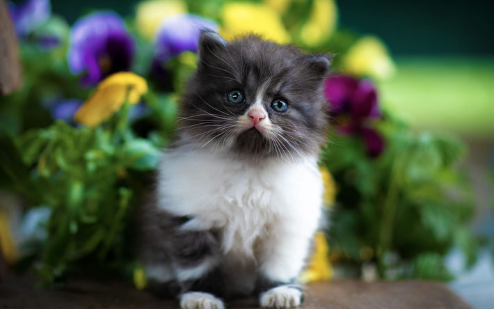 piccolo gattino carino, grigio soffice gattino, gattini, animali, gatti