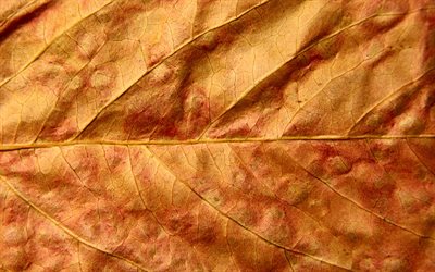yellow leaf, 4k, macro, leaf textures, leaves, close-up, leaves texture, leaf pattern, autumn leaves