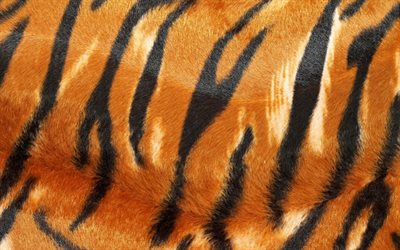 虎の皮膚の質感, ウールの質感, タイガー, 肌, オレンジブラックタイガーの背景