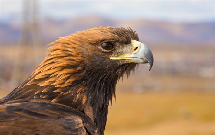 eagle, bird of prey, North America, eagles, wildlife, beautiful bird