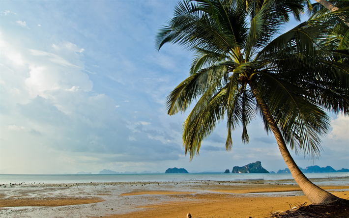 ilha tropical, p&#244;r do sol, praia, noite, areia, palmeiras, Tail&#226;ndia