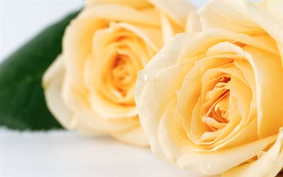 yellow roses, floral background, tender tones, roses, buds of roses