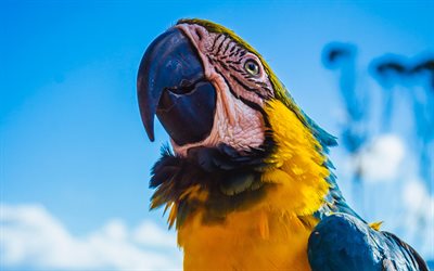 Ara, 4k, Macaw pappagalli, close-up, colorato pappagallo, Ara macao