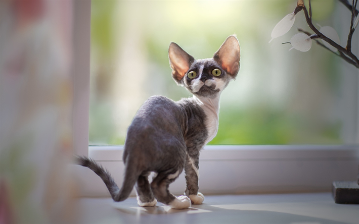 Devon Rex, small cat, green eyes, domestic white-gray cats, British breeds of cats