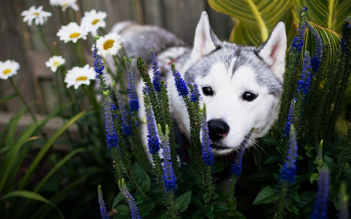Perro Husky, flores, close-up, mascotas, Husky Siberiano, cachorro, peque&#241;o Husky, perros Husky