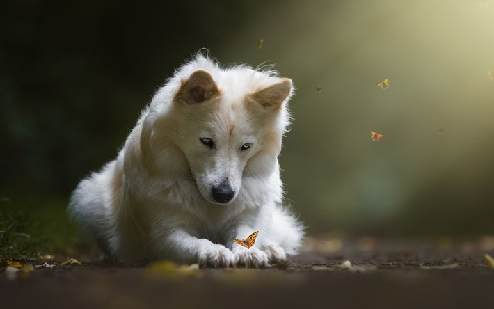 White Shepherd, forest, butterflies, pets, White Swiss Shepherd, dogs, Berger Blanc Suisse, White Shepherd Dog