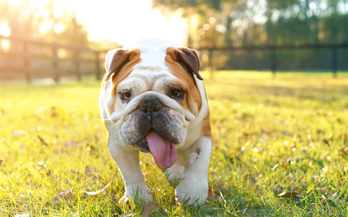 英語のブルドッグ, 面白い犬, かわいい動物たち, 夕日, ペット, 英語のブルドッグ犬, 芝生