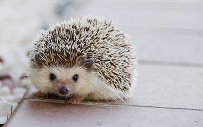 small hedgehog, cute animals, forest inhabitants, white needles