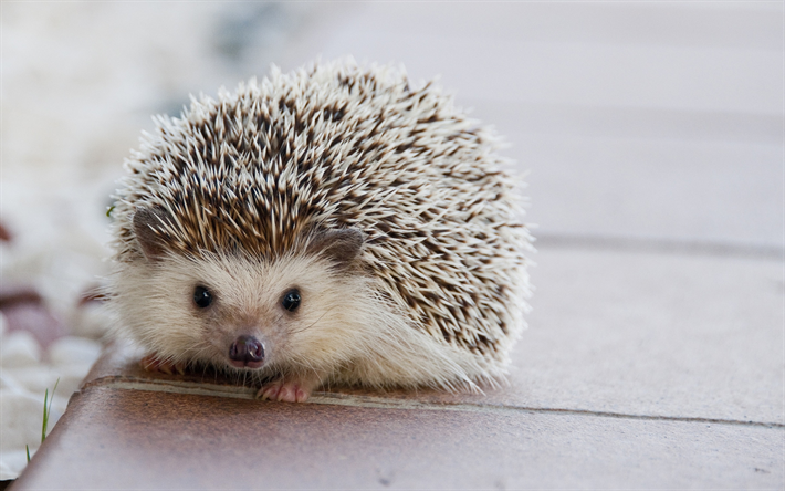 piccolo riccio, simpatici animali, abitanti della foresta, bianco aghi