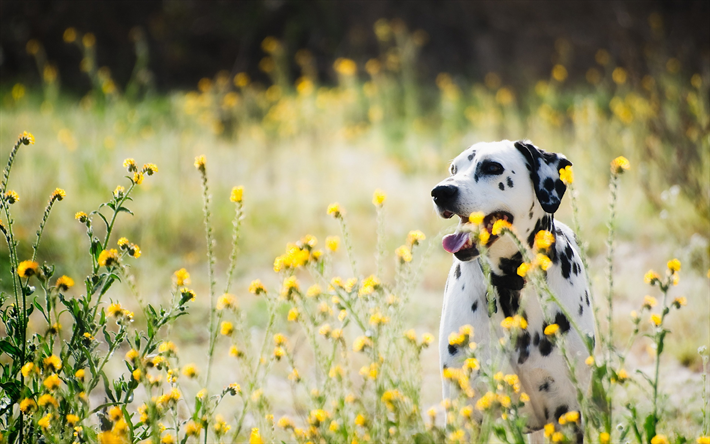 Dalmatian, kukkia, bokeh, kotimainen koira, lemmikit, nurmikko, koirat, s&#246;p&#246;j&#228; el&#228;imi&#228;, Dalmatian Koira