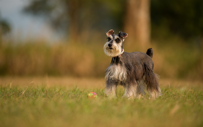 4k, schnauzer, bokeh, hunde, niedliche tiere, haustiere, grau, hund, schnauzer hund