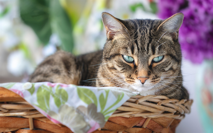 gato cinzento, Bobtail Americano, olhos verdes, animais fofos, animais de estima&#231;&#227;o