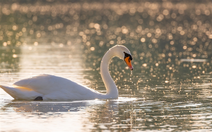 el cisne blanco, lago, puesta de sol, noche, hermoso p&#225;jaro blanco