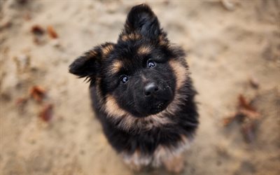 German Shepherd, puppy, close-up, pets, dogs, German Shepherd Dog, curious dog