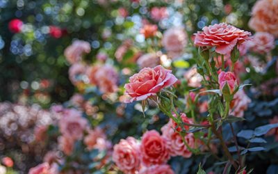 rose bush, bokeh, des bourgeons, des roses roses, des roses des fleurs, des roses