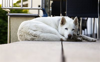 White Swiss Shepherd Dog, pets, white dog, blue eyes, Berger Blanc Suisse