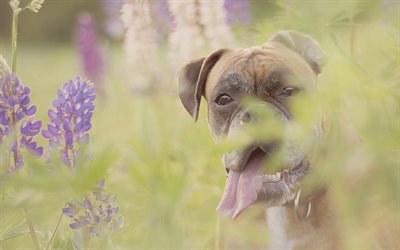 Boxer Dog, flowers, pets, cute animals, dogs, Boxer