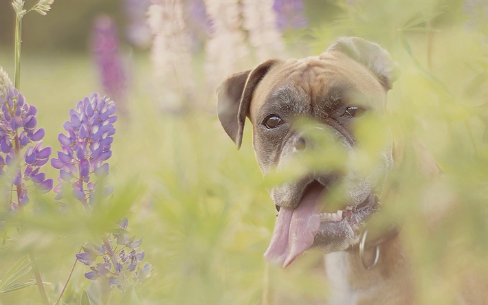 ボクサー犬, 花, ペット, かわいい動物たち, 犬, ボクサー