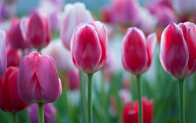cor-de-rosa tulipas brancas, flores silvestres, primavera, tulipas