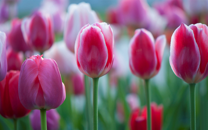 rosa och vita tulpaner, blommor, v&#229;ren, tulpaner