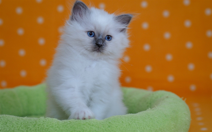 صغير أبيض رقيق هريرة, الحيوانات لطيف قليلا, القط مع عيون زرقاء, الحيوانات الأليفة, القطط المنزلية