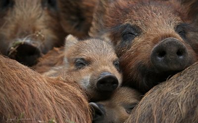 wild boars, funny animals, family, forest animals, wildlife