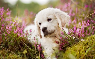 Golden Retriever, flowers, labrador, puppy, dogs, pets, cute dogs, Golden Retriever Dog
