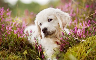 Golden Retriever, blommor, labrador, valp, hundar, husdjur, s&#246;ta hundar, Golden Retriever Hund