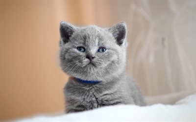 British Shorthair, close-up, kitten, domestic cat cats, gray kittem, cute animals, British Shorthair Cat