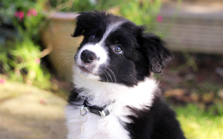 Border Collie, blur, puppy, pets, cute animals, black white border collie, dogs, Border Collie Dog